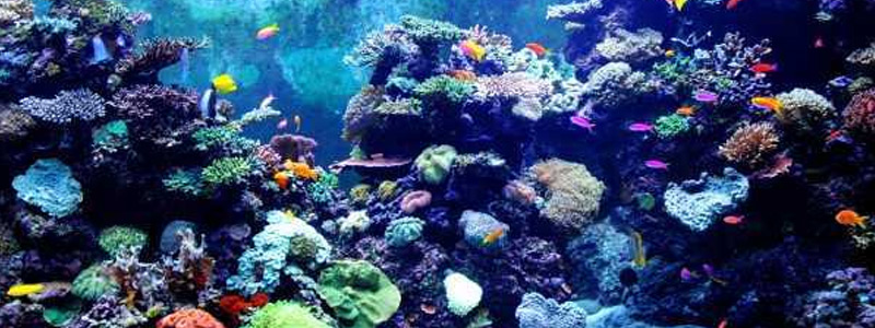 Sea World Aquarium, Rameswaram