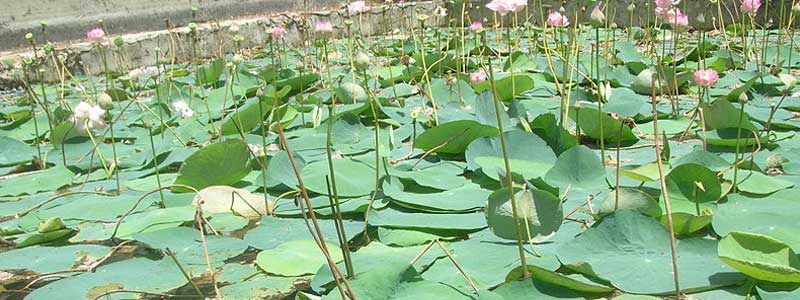 Sugreevar Theertham, Rameshwaram Tourist Attraction