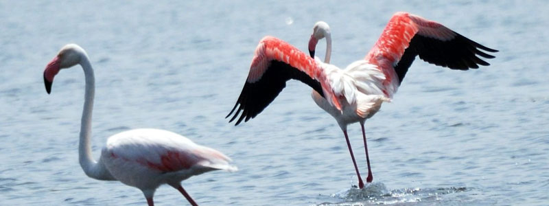 Water Bird Sanctuary, Rameshwaram Tourist Attraction